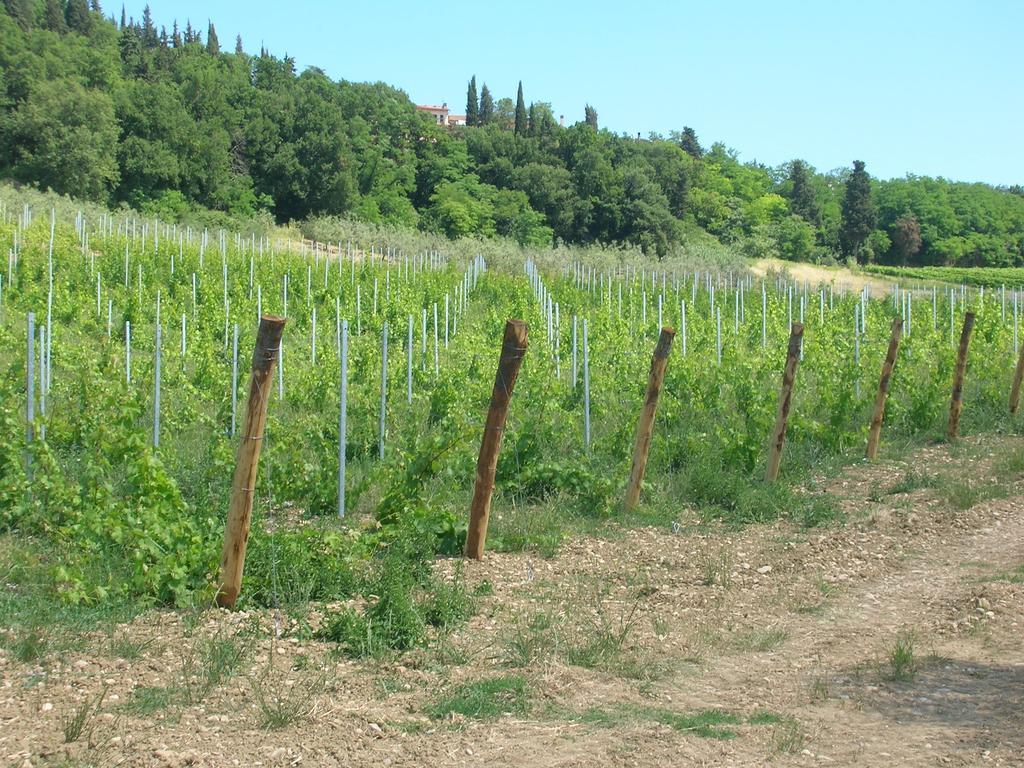 Podere Ghiole Montespertoli Eksteriør billede